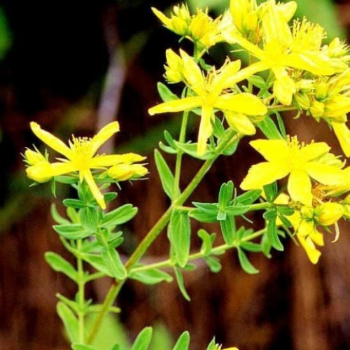 St john wort extract